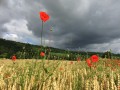 Coquelicots-Manoir-11