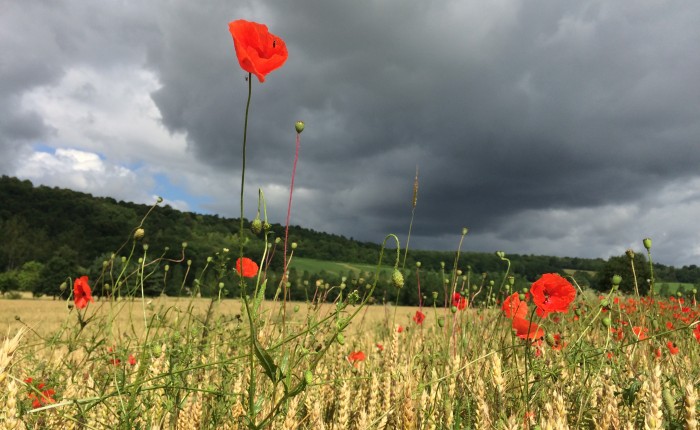 Coquelicots-Manoir-11